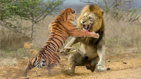 HOW POWERFUL IS THE TIGER