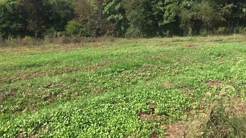 A Clean Garden For Fall Greens, Growing Cover Crops