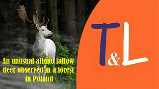 An unusual albino fallow deer observed in a forest in Poland