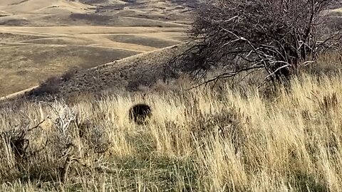 Porcupine in Northern Colorado