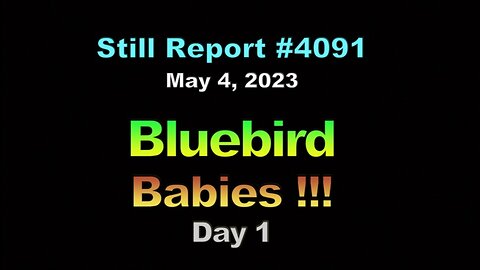 Bluebird Babies, Day 1, 4091