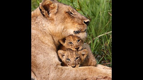 Cute lion cubs meet dad #shorts - cute baby lion #shorts