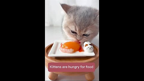 Kitten are hungry for food😚😚 #viral