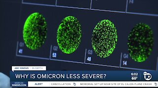In-Depth: Why is omicron less severe?