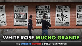 White Rose Mucho Grande - #SolutionsWatch