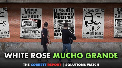 White Rose Mucho Grande - #SolutionsWatch