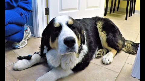 Stubborn puppy needs to be carried from vet's office