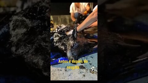 cachorro depois de ser encontrado cheio de óleo