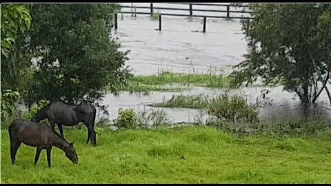 Cleo and Tuppy in the flash flooded paddock, not perturbed at all
