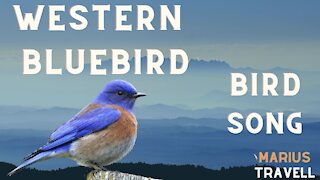 Western Bluebird Bird Song, and Call. Lissen Bluebird Natural Sound and Bird Melody