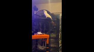 The talking cockatoo