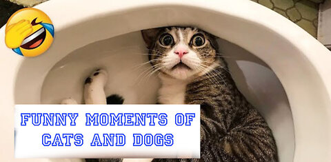 Funny moments of cats and dogs🐕😸🤣