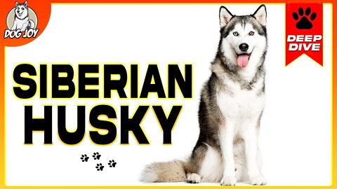 EVERYTHING You NEED To KNOW About The SIBERIAN HUSKY