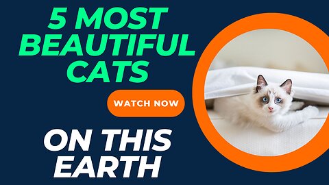 5 MOST BEAUTIFUL CATS