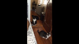 Cat throwing objects