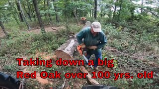 Taking down BIG Red Oak