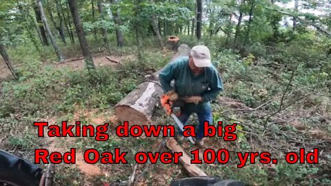 Taking down BIG Red Oak