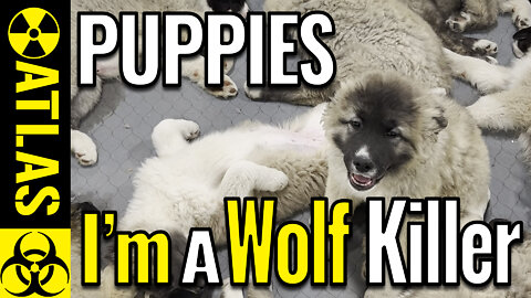 World's Largest Dog Has Puppies For Sale!