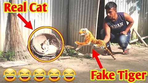 Troll Prank Dog Funny & fake Lion and Fake Tiger Prank To dog & Huge Box Prank to dog