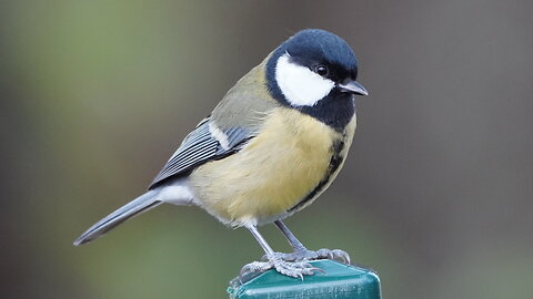 Great Tits on a Green Fence