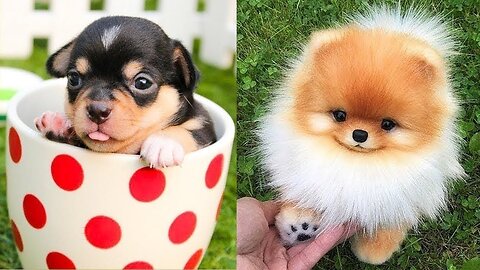 Puppies 🐶 Cute and Funny Dog Videos Compilation 2023