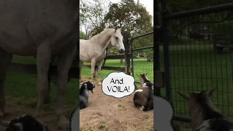Dane, the white horse, hypnotized the Goats! #horses #animallover #shorts #barnlife #goat #hypnotic