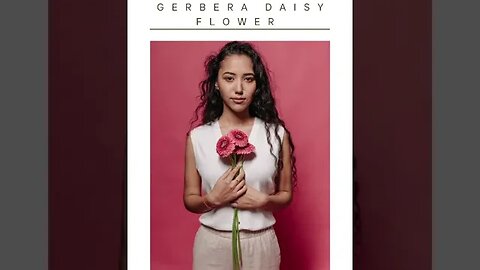 Full Details About - Gerbera Daisy - Beautiful Flower 10 October 2023