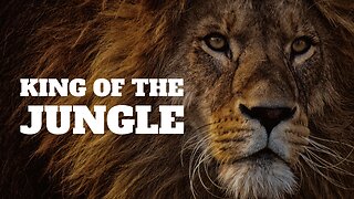 Powerful Motivation Video - The Lion Is The King Of The Jungle