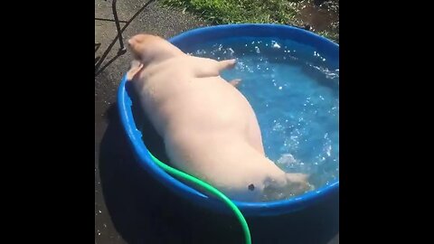 Pig Adorably Splashes Around In Kiddie Pool