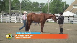 Thursday at the Erie County Fair - What does it take to make a champion at the horse show