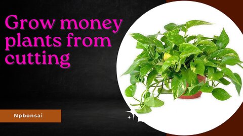 How to grow money plant from cutting