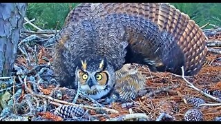 Feeding the Owlet and Mom Goes On Defense 🦉 2/22/22 6:55