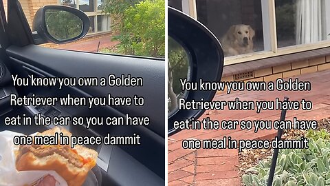 This is the only way to eat in peace if you have a Golden Retriever