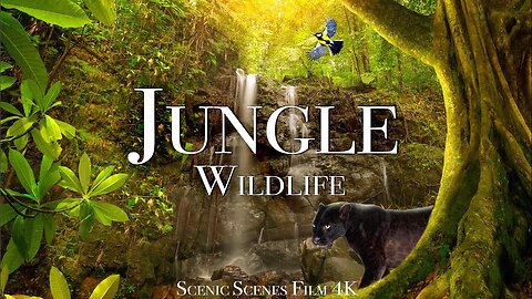 "Immersive Jungle Wildlife in Full HD: Explore the Enchanting Rainforest"