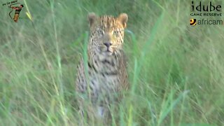 Graceful Male Leopard Run