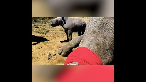 Baby Rhino Guards Mom