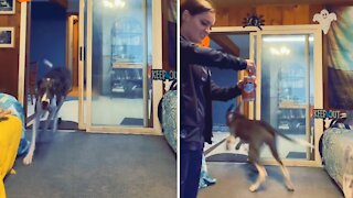 Puppy Realizes Owner Is Off Work, Can't Stop Doing Zoomies