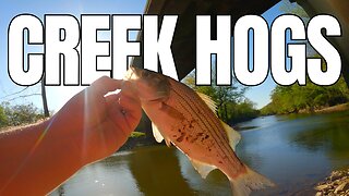 Catching Creek Hogs Left and Right - Sand Bass Fishing