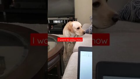 Dog gets angry due to disturbance while sleeping