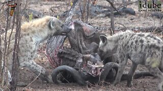 Hyena Clan Feed On A Buffalo