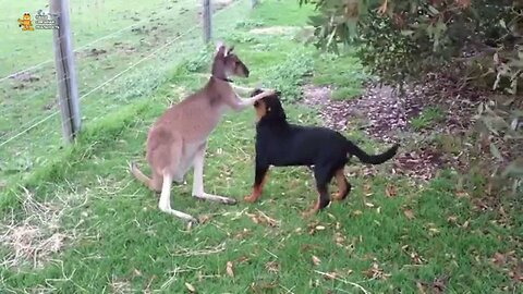 A dog and a kangaroo. Animal Friendship!