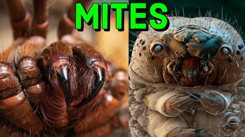 Tarantulas and Mites - What YOU Need to Know!