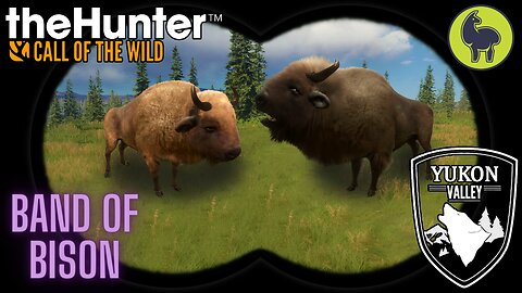 Band of Bison, Yukon Valley | theHunter: Call of the Wild (PS5 4K)