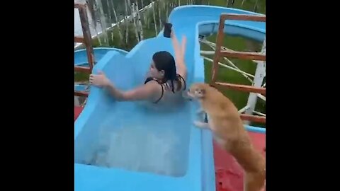 Hilarious Little Pup LOVES Giant Waterslide!Dogs 🦮
