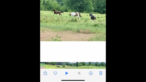 Horses playing. It’s poetry in motion.🤠