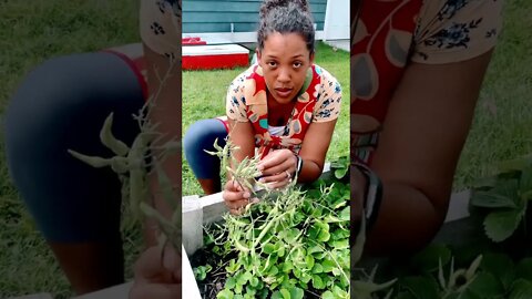 Grow radish beans!