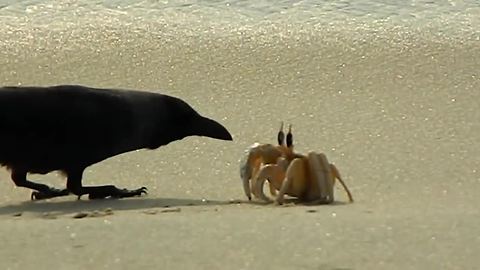 Lone crab fends off onslaught of hungry crows