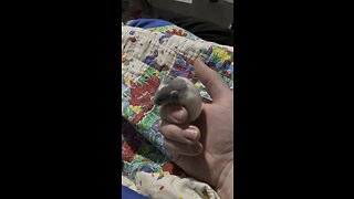 Cute baby rat!