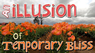 An Illusion of Temporary Bliss
