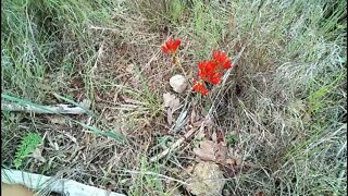 Native flower on our property 4th February 2022 ( Haemodorum Coccineum )